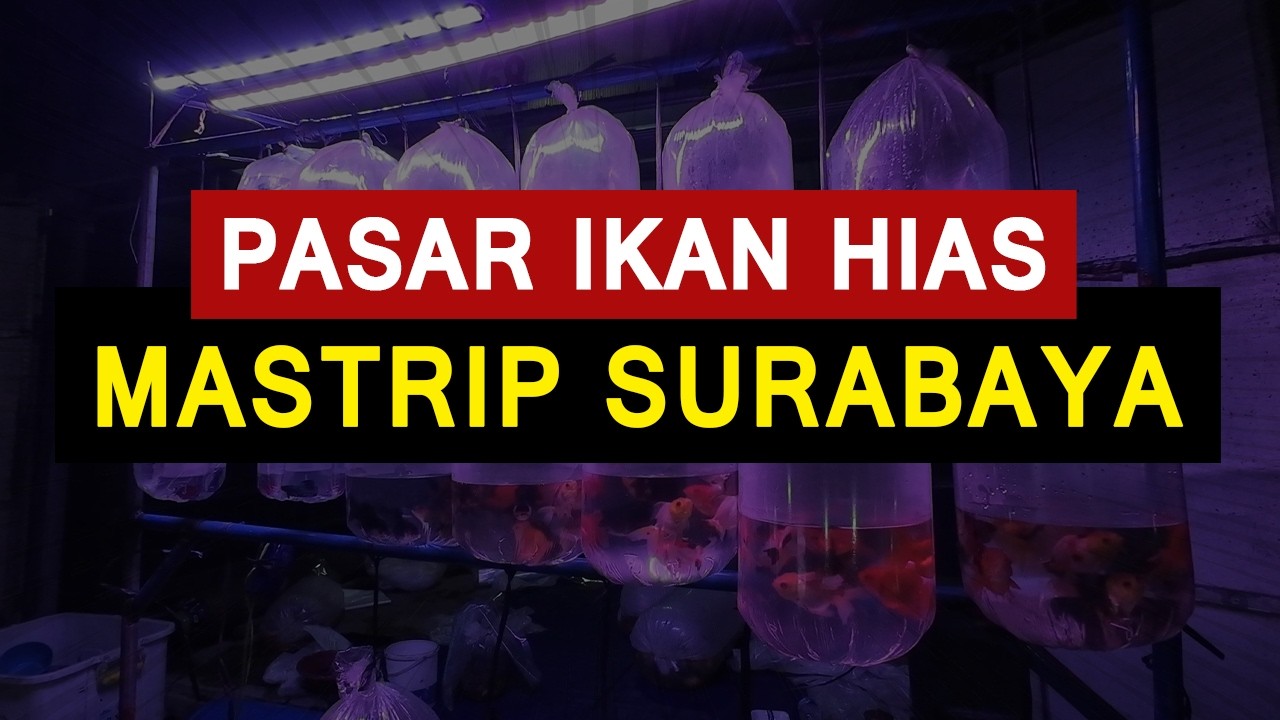 TERMURAH DI SURABAYA⁉️ CEK HARGA IKAN PASAR IKAN HIAS MASTRIP 【4K】