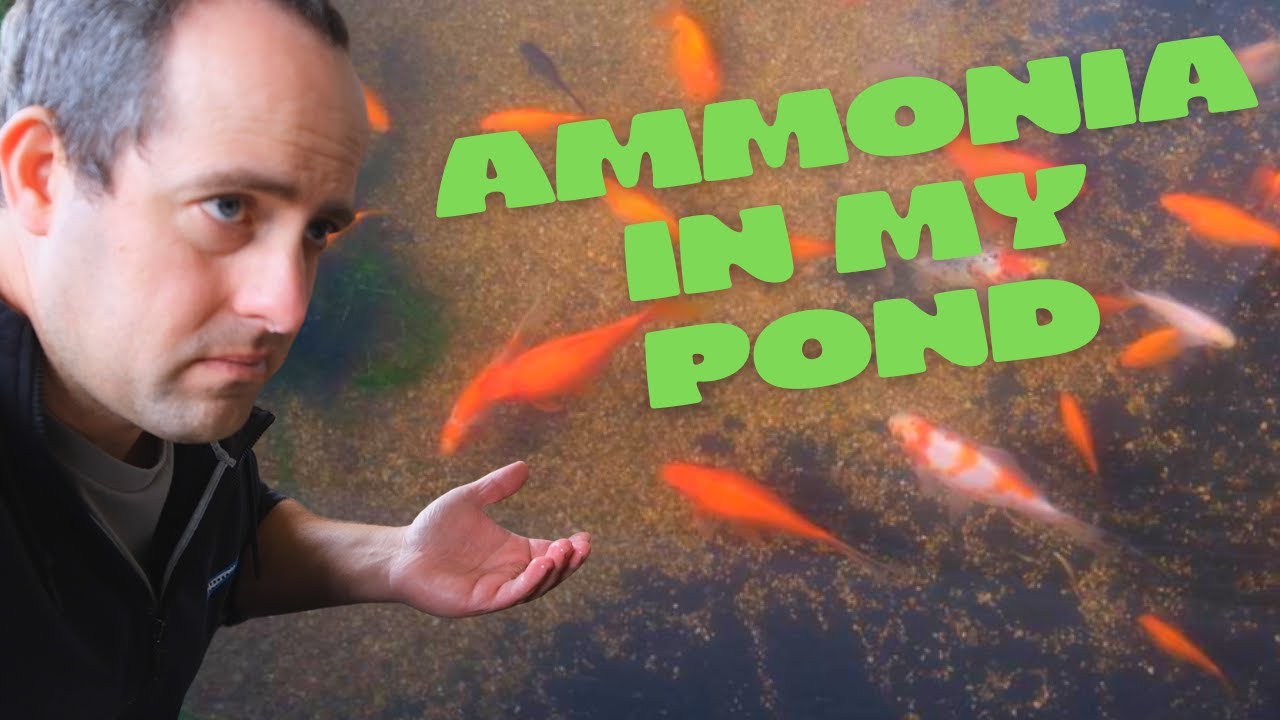 Ammonia in my Pond! What can I do?