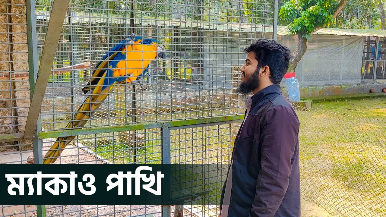 Macaw Bird Price in Bangladesh | Macaw parrot price in bangladesh | Macaw bird