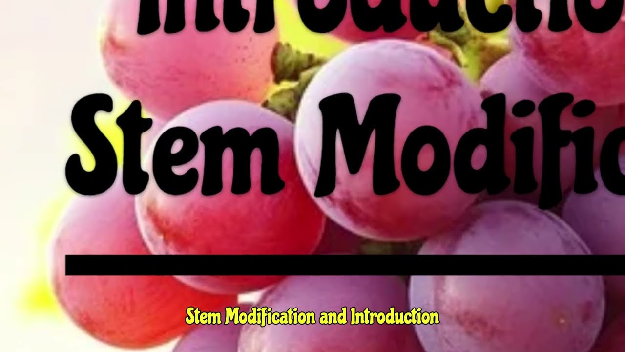 Stem Modification An Introduction Part - 1|| तना संशोधन एक परिचय भाग-1