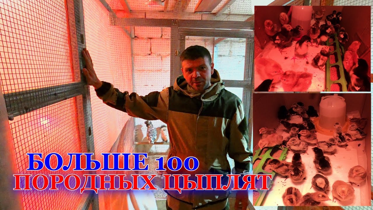 Вывелось более 100 породных цыплят. Сделал большой брудер. Жизнь в деревне.