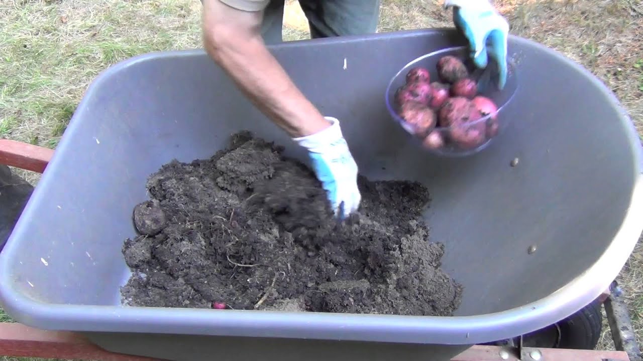 Garden 2013, First Potato Bag Harvest