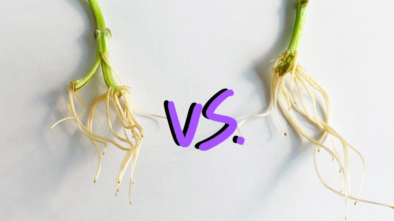 Propagate More Roots, Faster