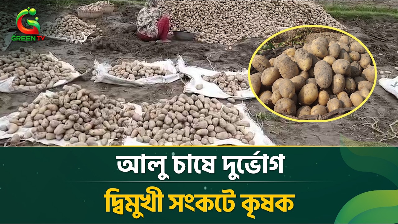 আলু চাষে দু*র্ভো*গ, দ্বিমুখী সং/ক/টে কৃষক
