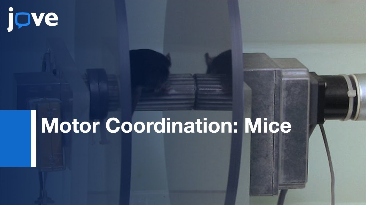 Measuring Motor Coordination In Mice l Protocol Preview