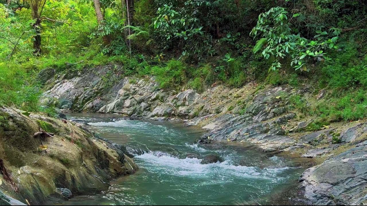 Relaxing River Sounds Emotional Therapy to Relieve Stress and Mental Disorders for Sleeping