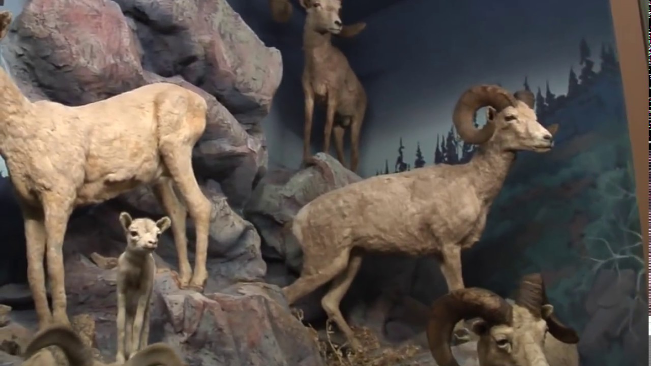 San Bernardino County Museum