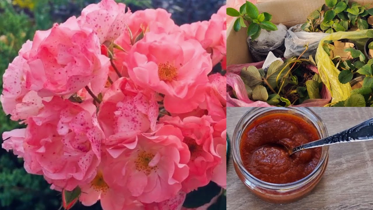 Найкращі троянди🌹. Подарунки та смакота від блогерів👍🌺😘.