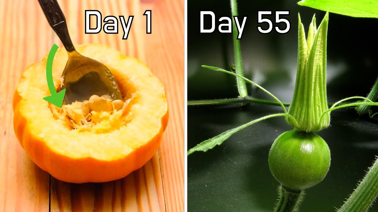 Growing Pumpkin Seedling from Seeds 55 Day Timelapse