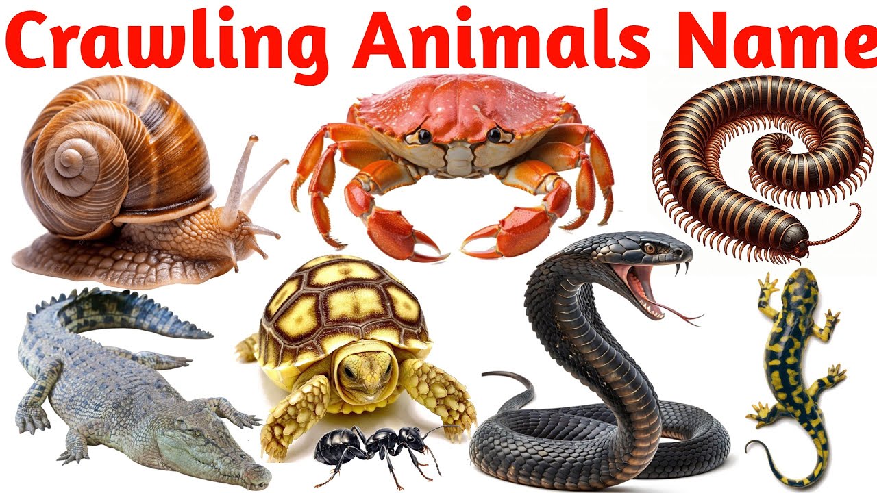 🐍🕷️🐛🦂Crawling Animals Names in English | Insects, Reptiles & Creepy Crawlies for Kids with Picture