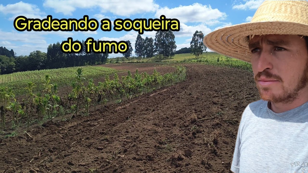 Eliminando a Soqueira do fumo 