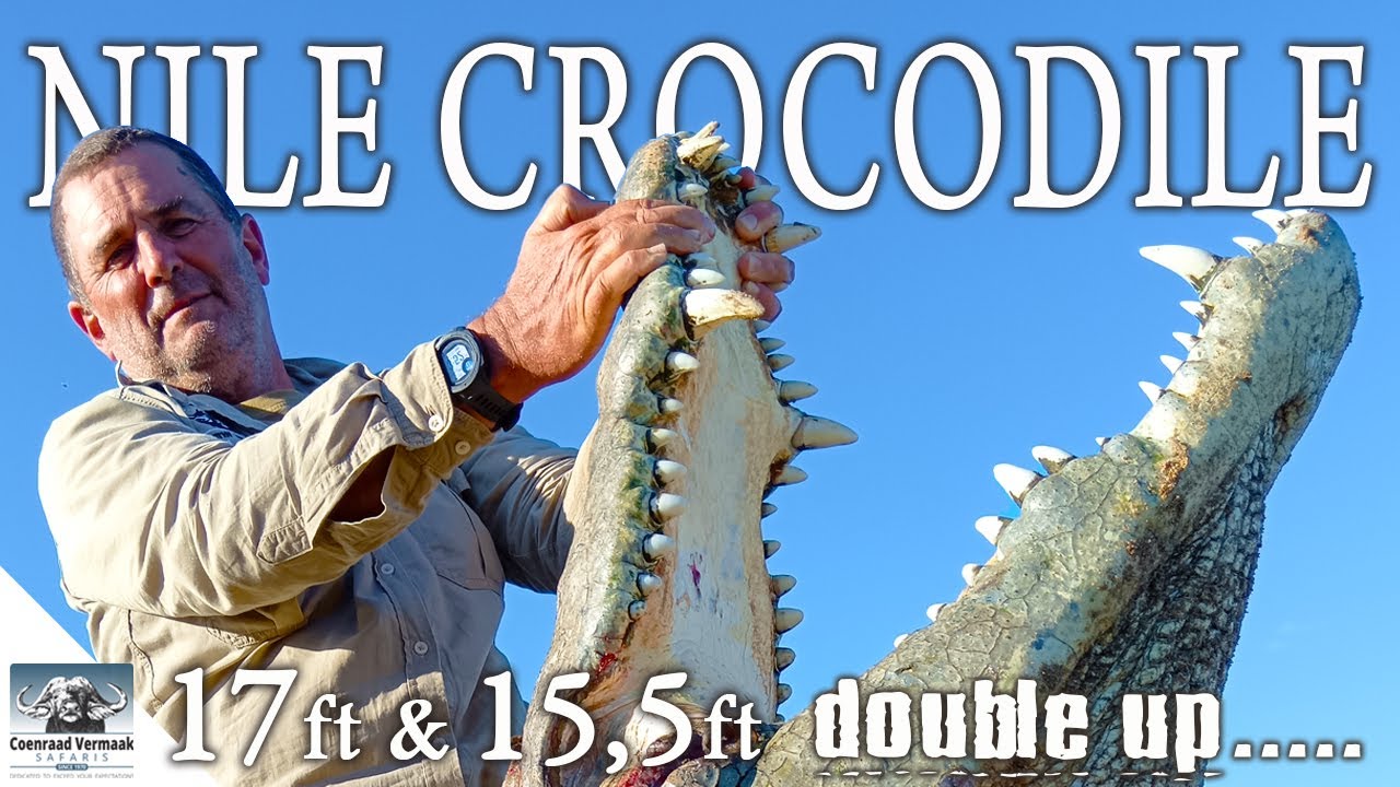 17ft & 15ft Zambezi Croc Monster Double-up!