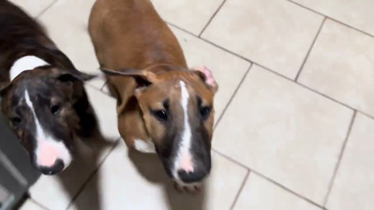Life with Bull Terriers 😜 | Rough Play, Ear Pulling, and Silent Commands!