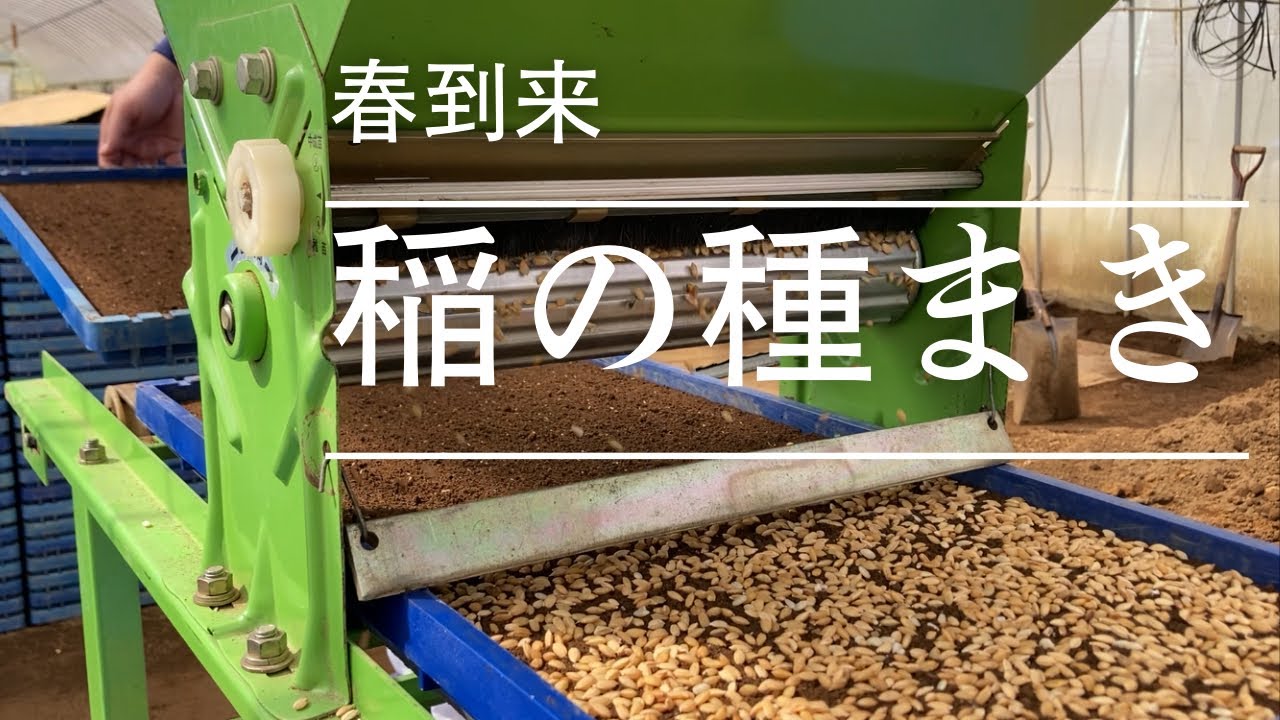 稲の種まき