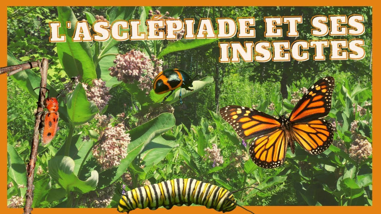 La communaut&eacute; des insectes de l'ascl&eacute;piade