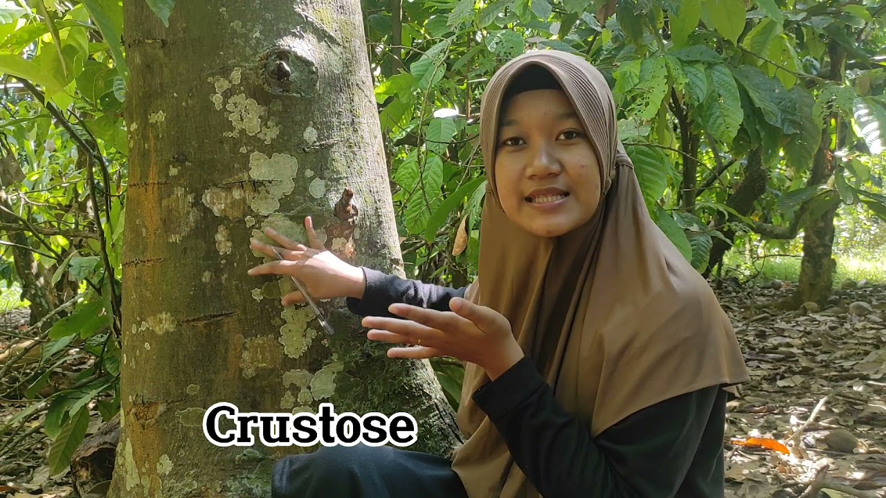 UMI HELVYDAH/201410654- BOTANI TUMBUHAN RENDAH (MENCARI LICHENS)