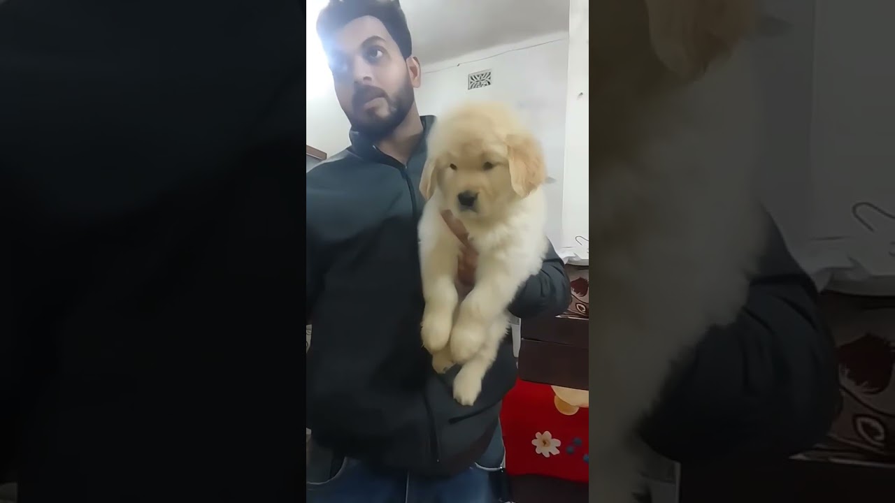 8481012479☎️ | Golden Retriever Puppy ❤️ 🔥 | Serampore Pet Market