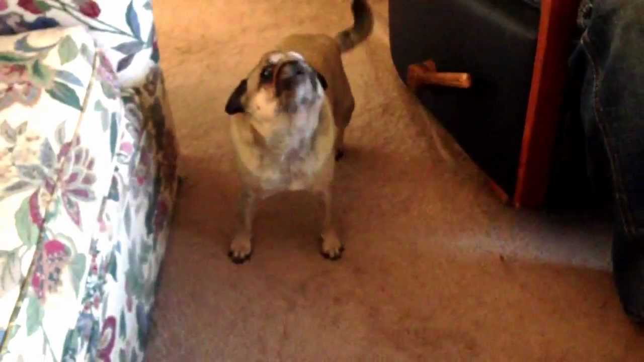 Screaming Pug; Megan