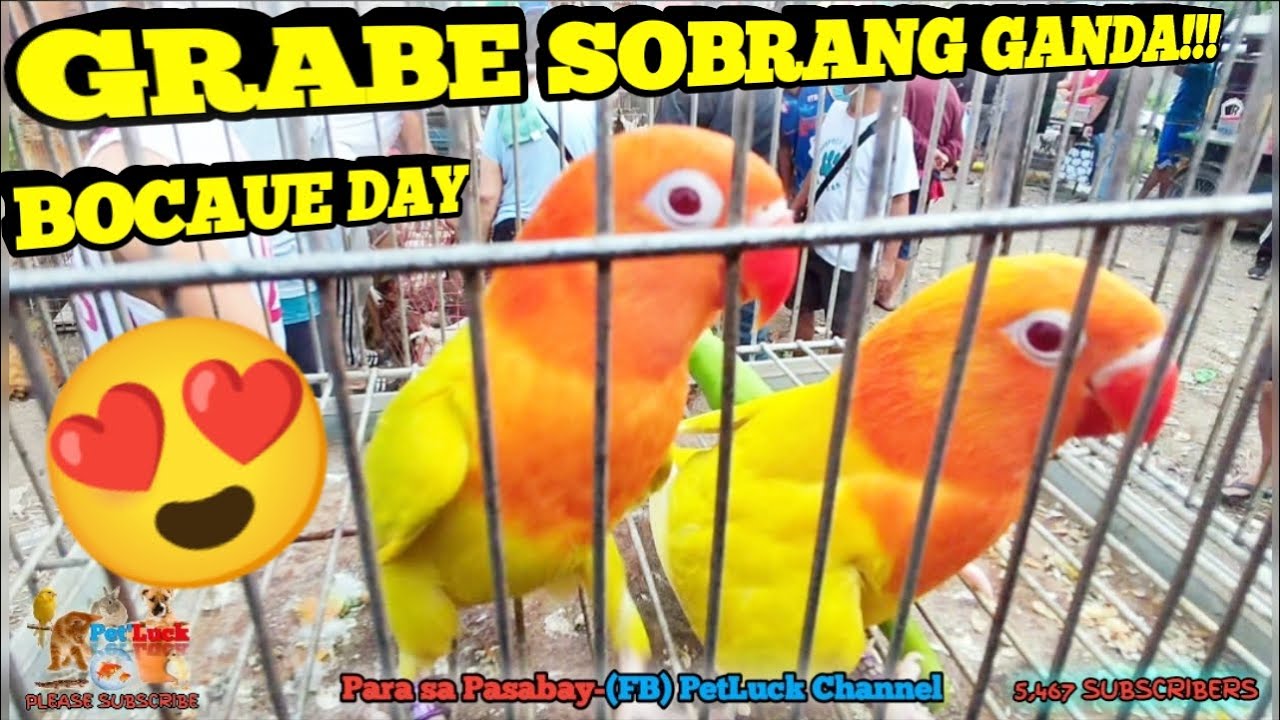 SOBRANG GANDA NG GREEN OPALINE PALE FALLOW ANG MURA PA!!! BOCAUE PET MARKET