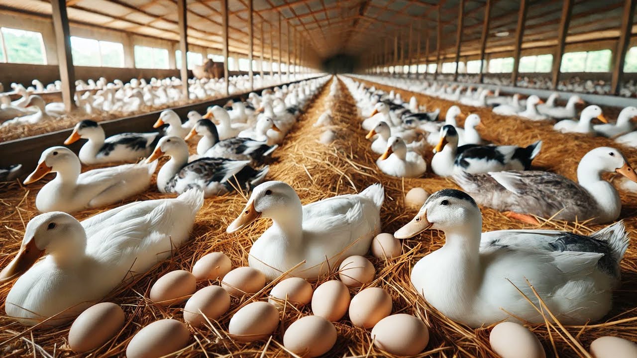 Organic Duck Farming Method - Raising From Ducklings To Eggs - Duck Farm