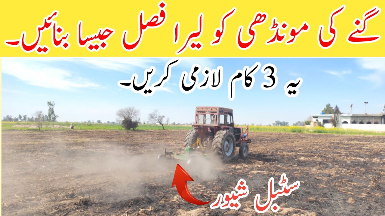 Ratoon Management of Sugarcane Crop | Use of Stubble Shaver and Trash Mulcher | Fertilizer Plan 