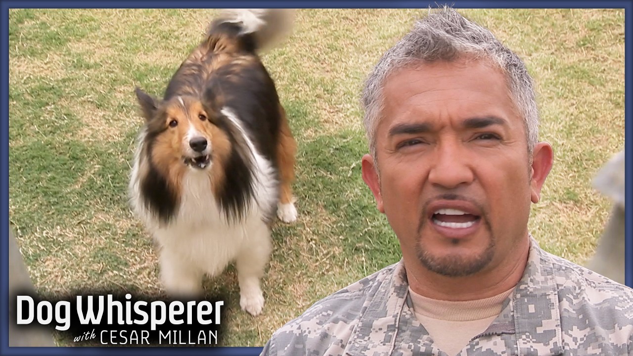 Эта собака лает на ВСЕ! | Собачий переводчик с Сезаром Милланом