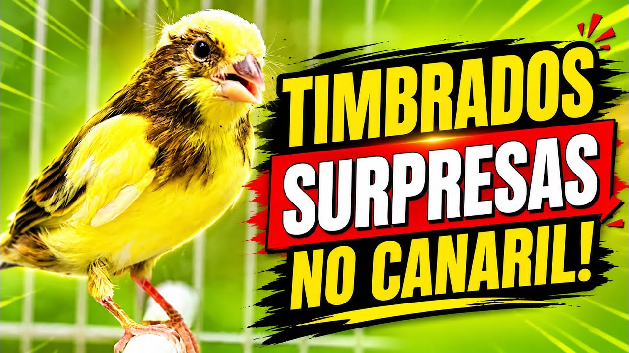 SURPRESA boa ao VOLTAR de FÉRIAS na reprodução dos canários TIMBRADOS 