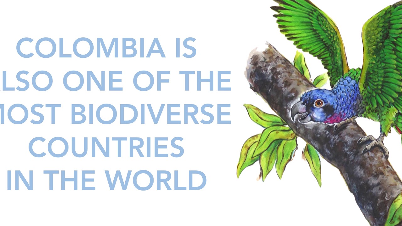 BIRDS OF COLOMBIA watercolor series