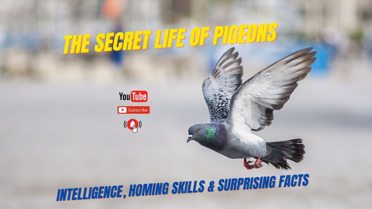 The Secret Life of Pigeons | Intelligence, Homing Skills & Surprising Facts