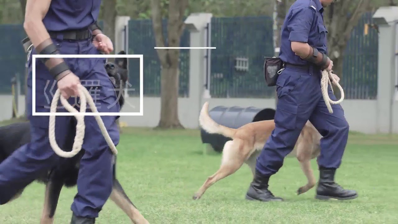 【🐶 警犬隊 知多少🔎】