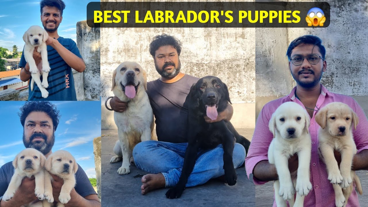 English  Labrador Dog Kennel in West Bengal | Best Labrador breeder in burdwan | Smart dog kennel