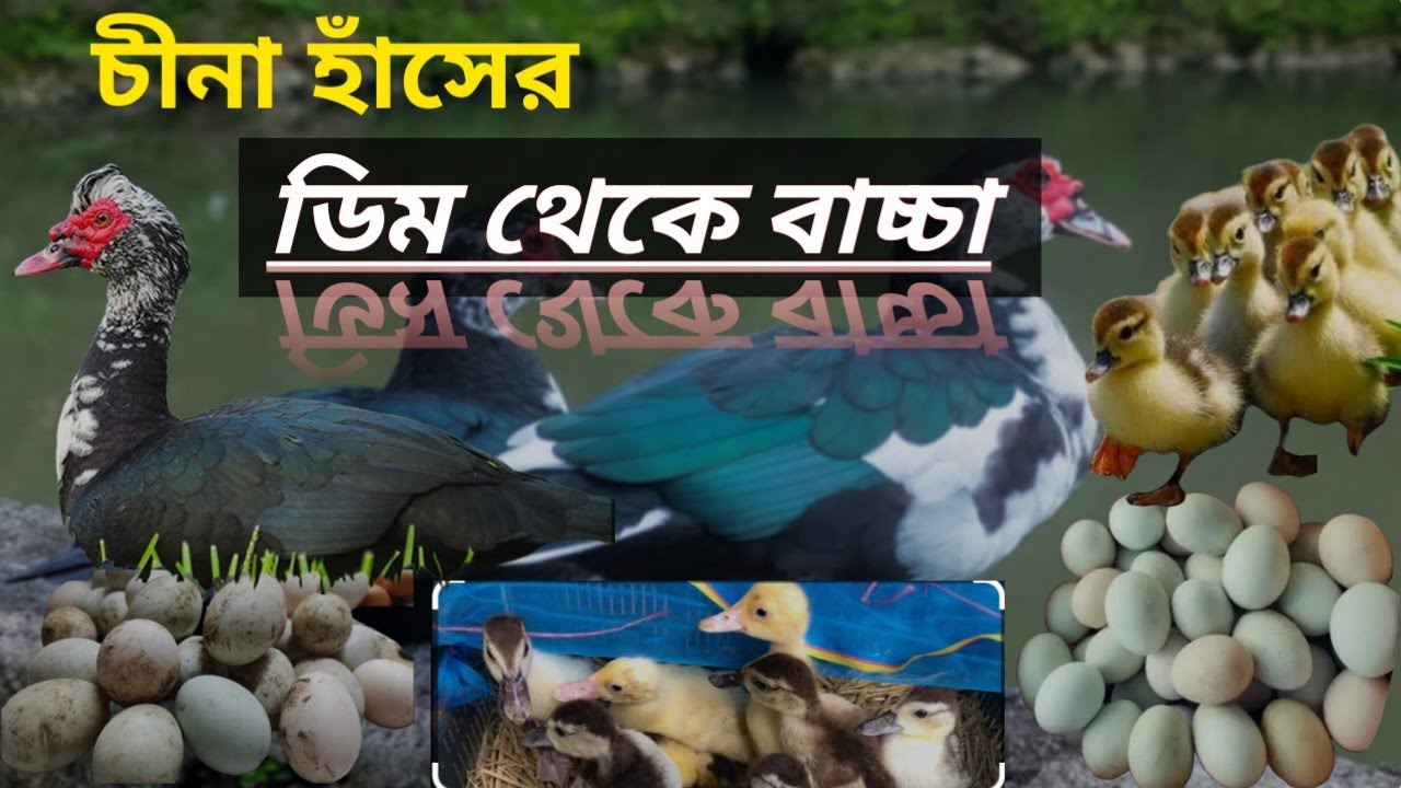 চিনা হাস কত দিনে বাচ্চা ফোটায়।।How many days does a Chinese duck take to hatch its eggs?