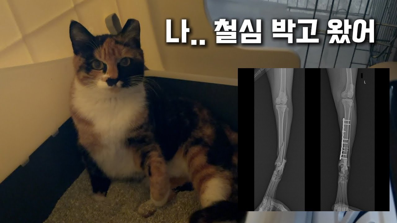 분쇄 골절된 고양이 수술하고 왔어요