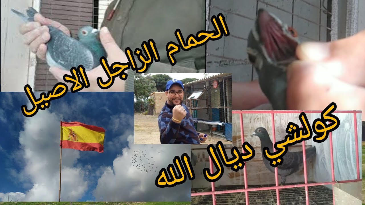 تيك تاك تيك تاك وقت قرب سباق الحمام في إسبانيا 😱😱😱😱😱😱😱😱