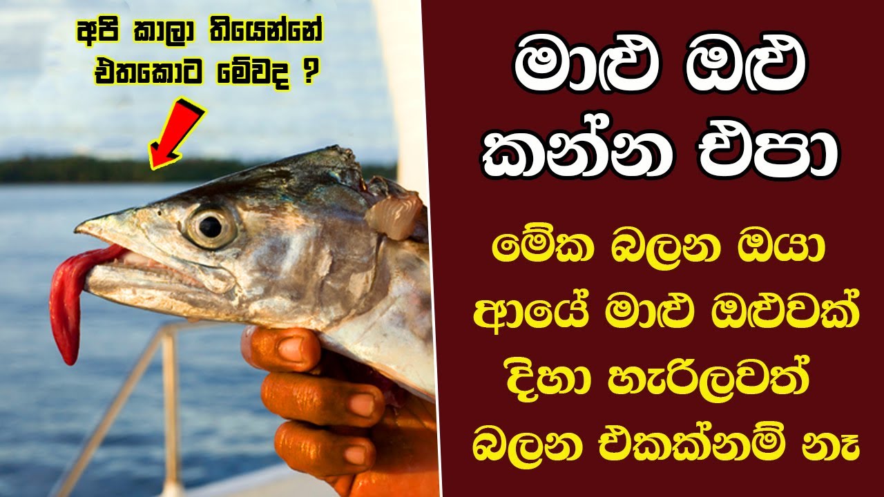 ඔබ මේවා දකින්නේ ජිවිතේ පළමු වතාවට EP:334