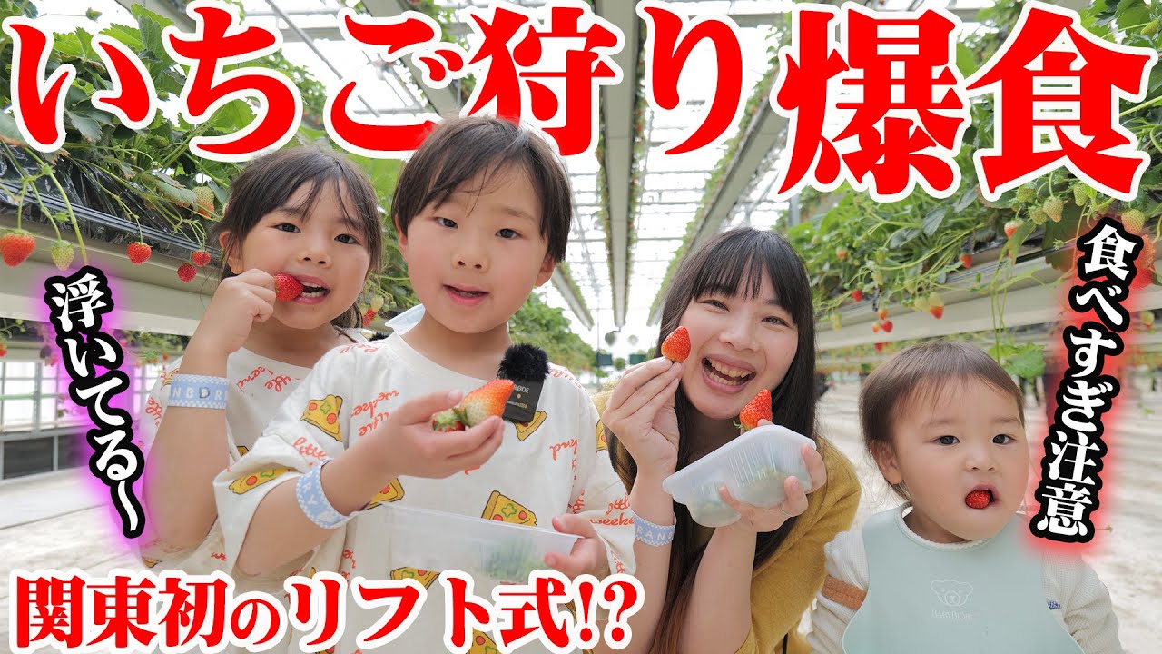 【いちご狩り】爆食5人家族はいちご何個食べられる？6歳の成長と2歳初めてのいちご狩りがすごすぎた！🐝🍓【常総 グランベリー大地】