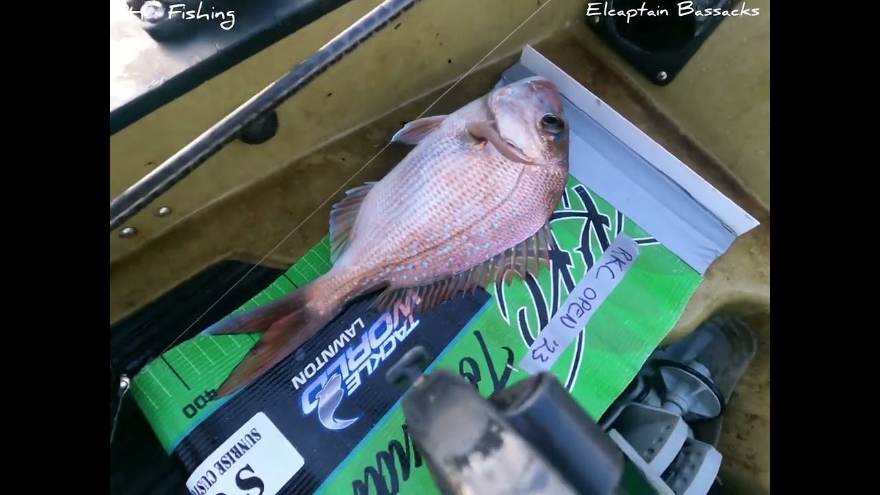 Wellington Point Snapper on Soft Plastics, Kayak Fishing Brisbane