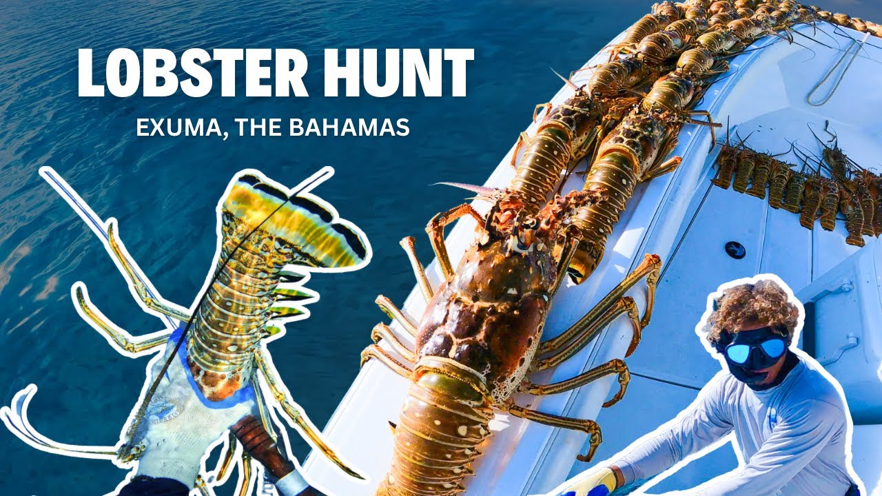 Lobster Hunt In Exuma | Two Days Local’s Haul