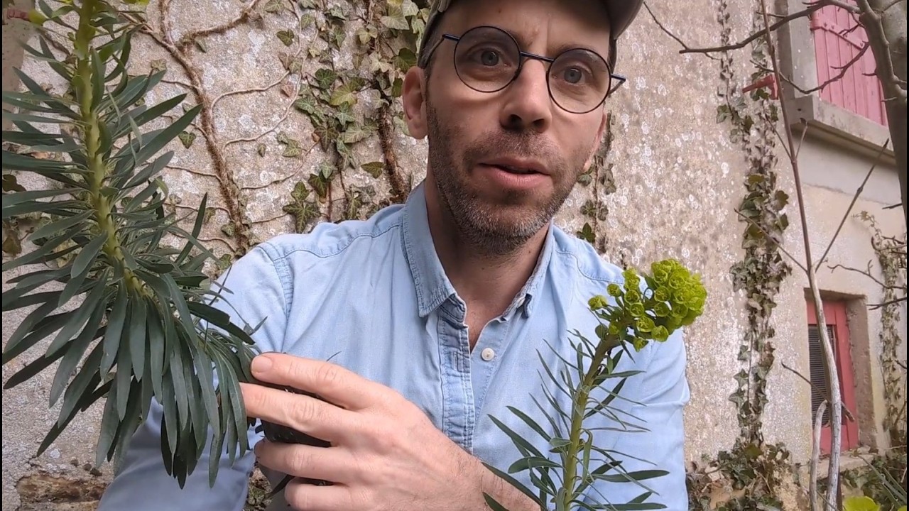 L'Euphorbe : Pourquoi vous devriez laisser l'imprévu s'installer dans votre jardin ?