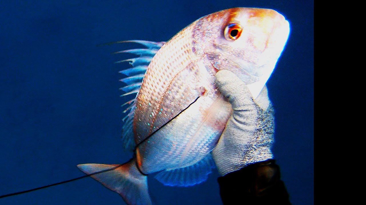 Bluespotted seabream - פארידה -  Пагр - Pagrus caeruleostictus