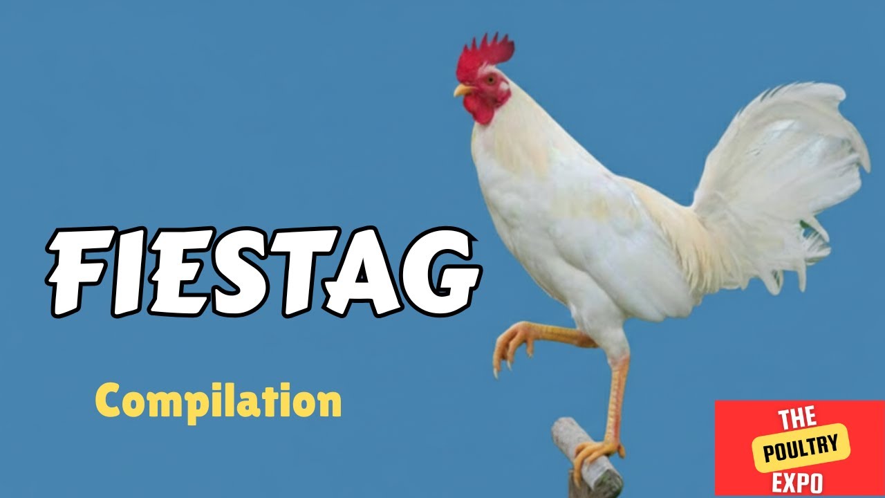 FIESTAG COMPILATION