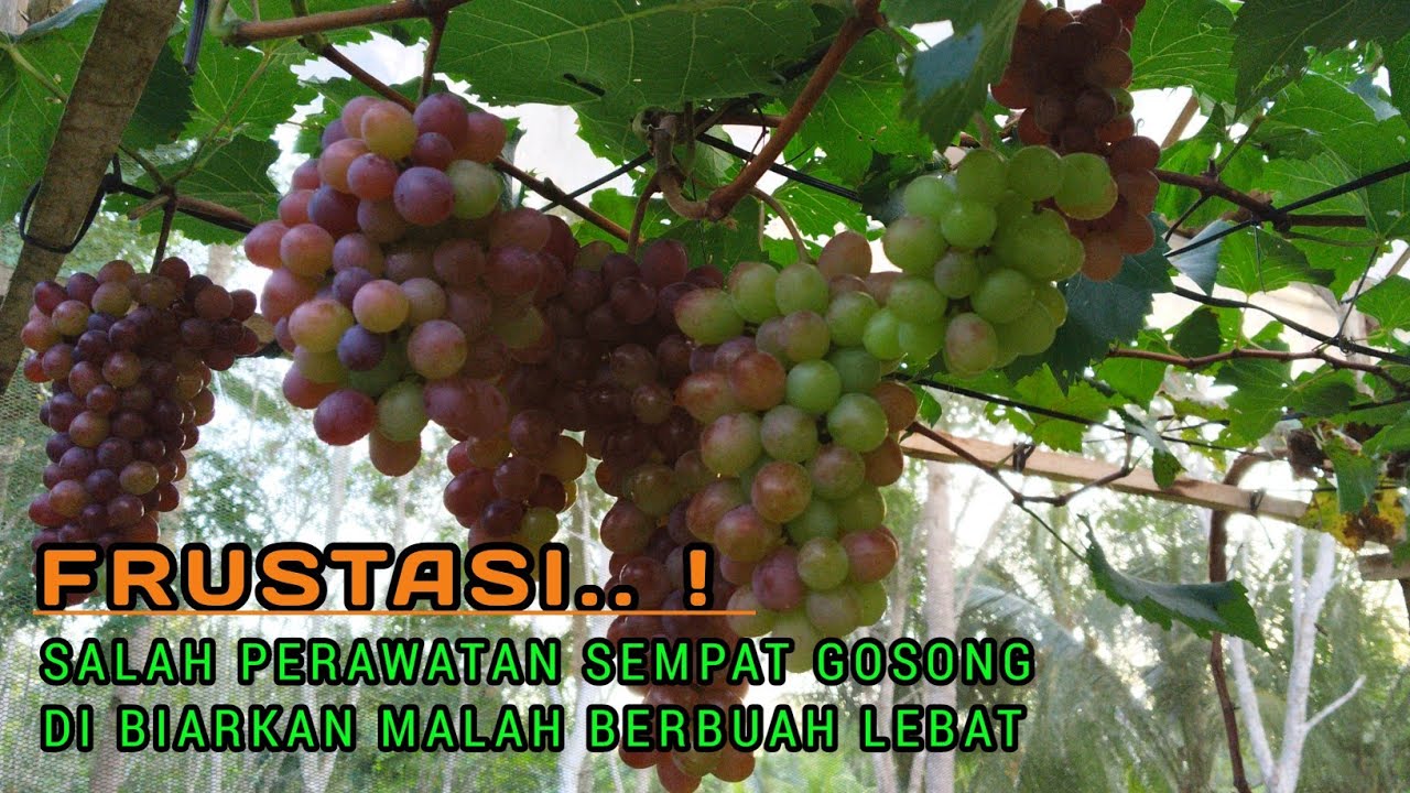 FRUSTASI! DIRAWAT MALAH GOSONG DI BIARKAN MALAM BERBUAH LEBAT