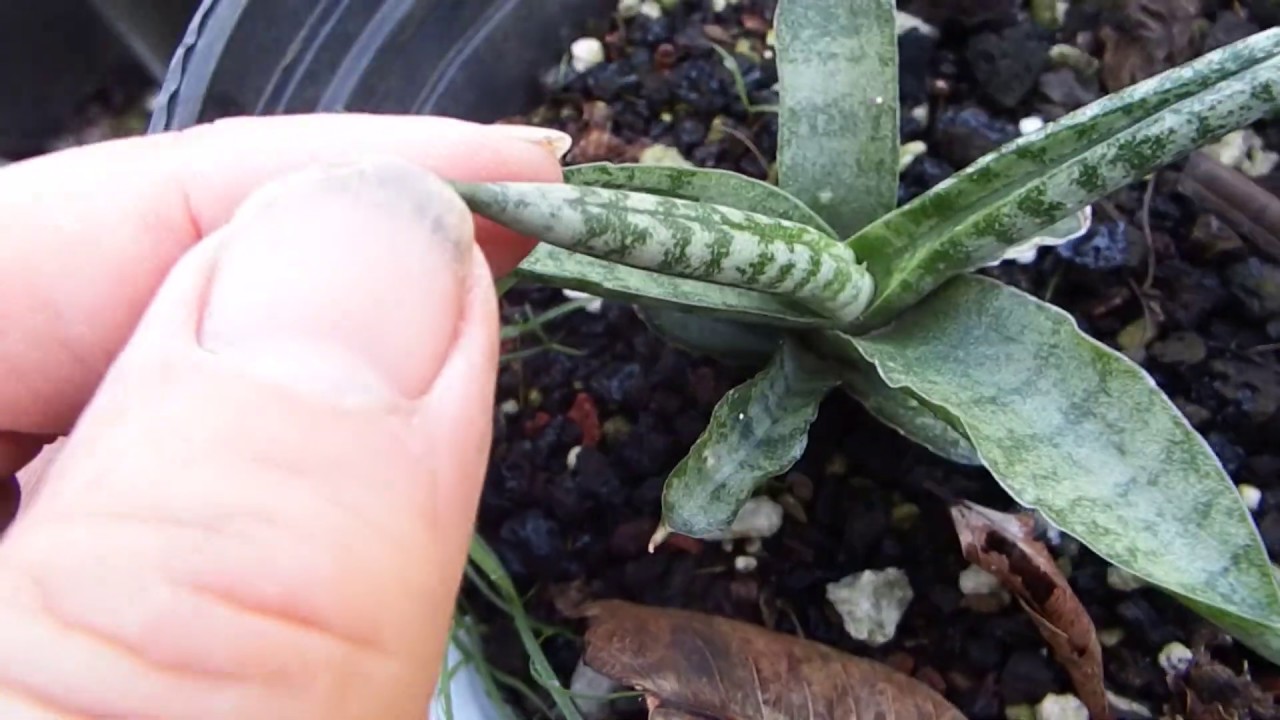 How to grow Sansevieria cylindrica from seeds - surprise