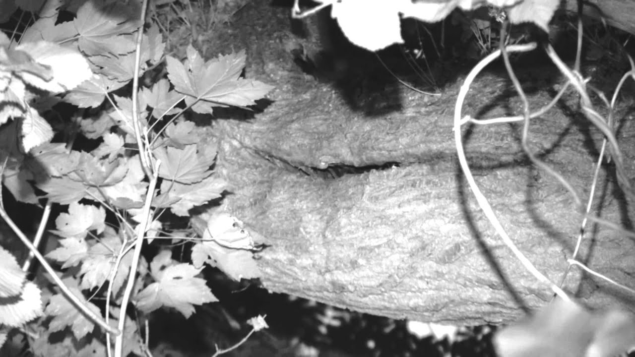 Barbastelles roosting in the limb of an Oak