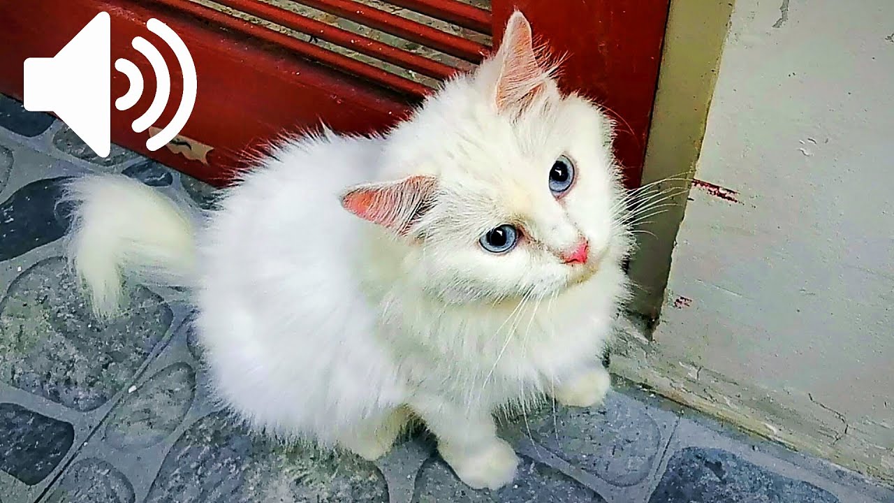 Кошка-самка называет кошку - запутай свою кошку