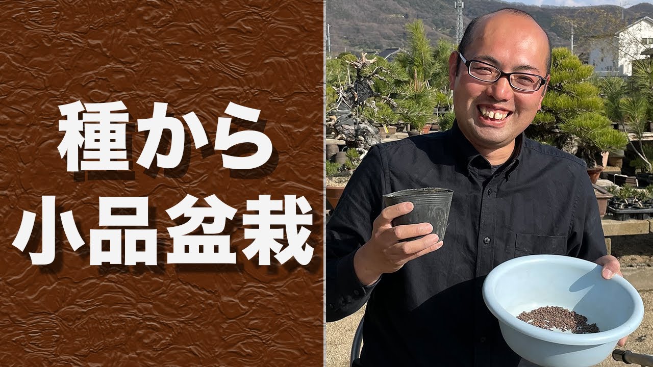 【簡単】種から黒松の小品盆栽をつくる方法