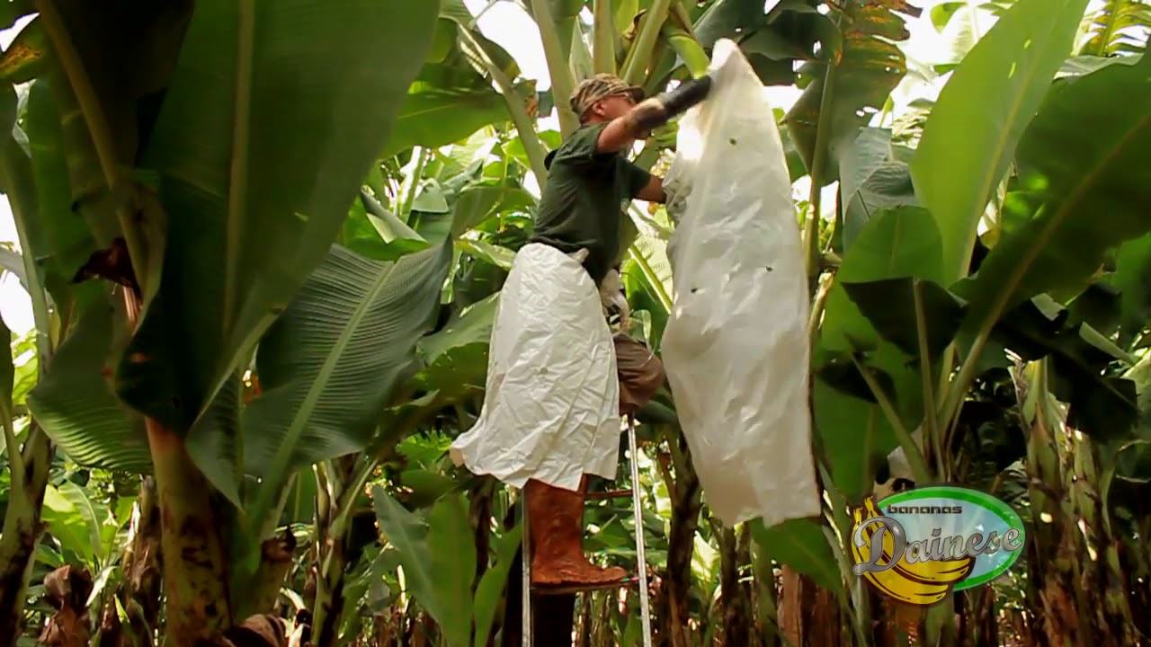 Como Montar Bananicultura de Sucesso - Bananas Dainese