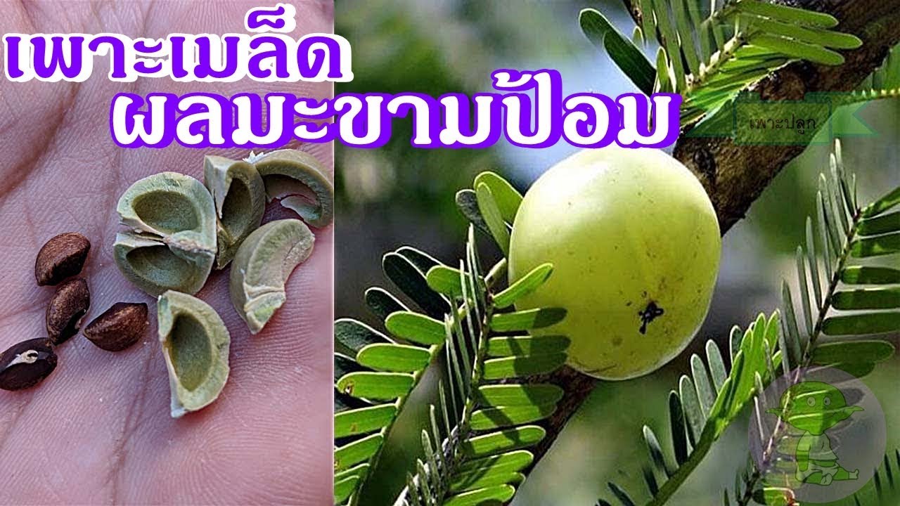 Phyllanthus emblica Linn | เพาะเมล็ดมะขามป้อม | วิธีทำให้งอก งอกทุกเมล็ด