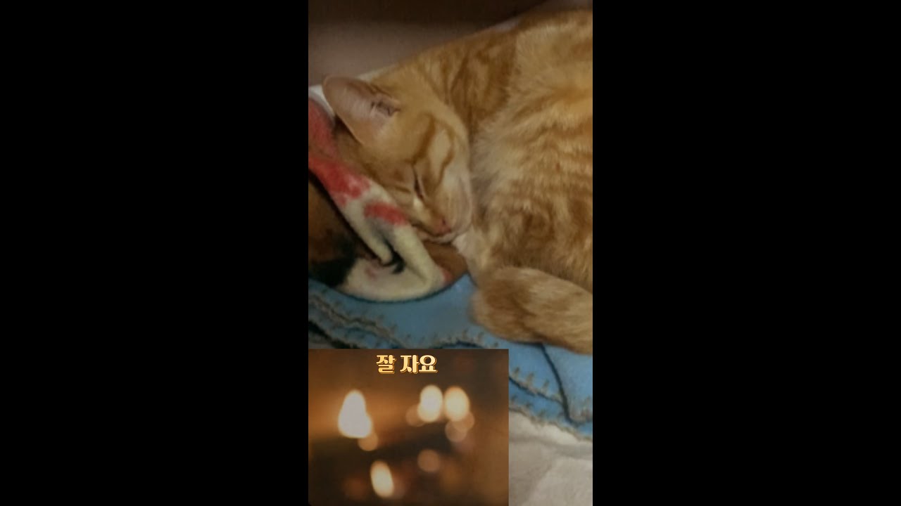 Уютный камин и спящий кот (17min Sleep with Cat) 💤