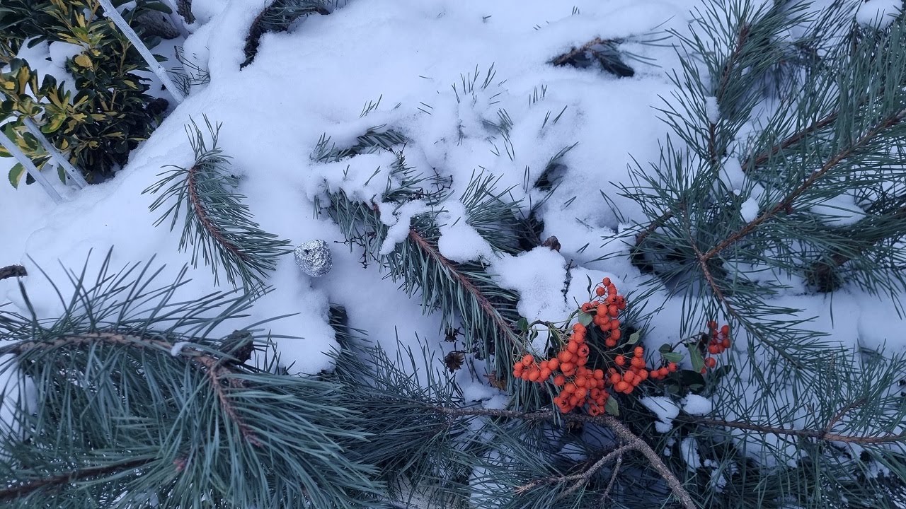 Complete relaxation to wonderful music. Winter walk.